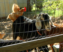 Goat and Chicken at the CSA in Spartanburg, SC