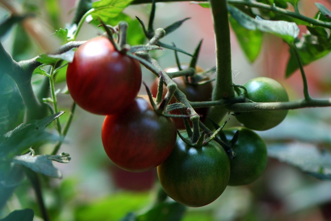 Organic tomatoes at CSA in Spartanburg, SC